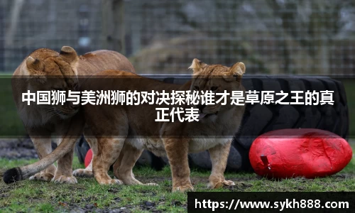 中国狮与美洲狮的对决探秘谁才是草原之王的真正代表